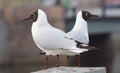 Two seagulls sitting on granite fence and look in different directions Royalty Free Stock Photo