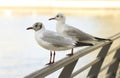 Two seagulls sitting on a metal fence in a big city on a sunny afternoon Royalty Free Stock Photo