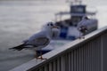 two seagulls sitting next to each other on a fence Royalty Free Stock Photo