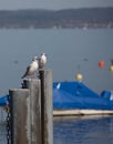 Two seagulls sitting on a pole