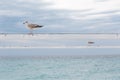 Two seagulls sitting on poles background of sea and sky.