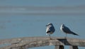 Two Seagulls sitting on a railing Royalty Free Stock Photo