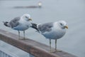 Two seagulls sitting on a railing at the ocean Royalty Free Stock Photo