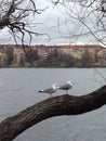 Two seagulls sitting in a tree in Stockholm, Sweden