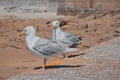 two seagulls sitting on a wall Royalty Free Stock Photo