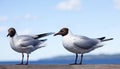 Two seagulls sitting on a wooden railing Royalty Free Stock Photo