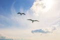 Two seagulls on the sky. Friendship or freedom concept photo Royalty Free Stock Photo