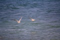 Two seagulls soaring above the sea surface
