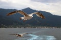 Two seagulls with spread wings in flight Royalty Free Stock Photo