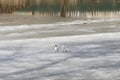 Two seagulls stand on ice, spring