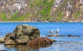 Two seagulls stand on a rock in an ocean bay