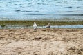 Two seagulls stand on the shore of the dirty Black Sea in Zaliznyi Port Ukraine - back view. Seabirds look at green algae on the