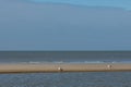 two seagulls standing on the beach close to the waterline Royalty Free Stock Photo