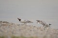 Two seagulls standing on the lakeshore