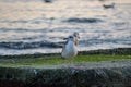 Two seagulls standing on a rock in the sea, nature concept, aquatic birds Royalty Free Stock Photo