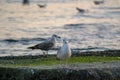 Two seagulls standing on a rock in the sea, nature concept, aquatic birds Royalty Free Stock Photo