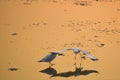 Two seagulls standing on the seashore Bangpu, Samutprakarn, Thailand