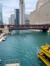 Two seagulls swarm over a dead carp floating in the wake of a water taxi on the Chicago River