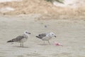 Two seagulls with a trash bag near on a beach by the sea, Black Sea, Zatoka, Odesa, Ukraine