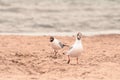 Two seagulls walking on the sand at the seaside