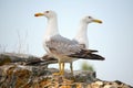 Two seagulls on the wall Royalty Free Stock Photo