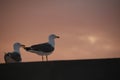 two seaguls at sunset