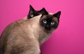 two seal point siamese cat twins sitting together on pink or magenta background Royalty Free Stock Photo