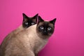 two seal point siamese cats sitting together on pink or magenta background Royalty Free Stock Photo