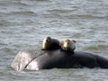 Two seal relaxing on a rock in St-Ulric Royalty Free Stock Photo