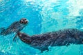 Two seals play in the water Royalty Free Stock Photo