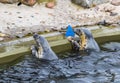 Two seals in the pool Royalty Free Stock Photo