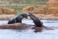 Two seals resting on a rock as the water ripples around them Royalty Free Stock Photo