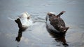 Two Seals On Rock Fussing Monterey California