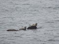 Two seals on rocks at North Sea Royalty Free Stock Photo