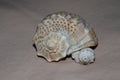 Two Seashell, close up,