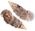 Two seashells Royalty Free Stock Photo