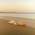 Two seashells against the sea of Xrisi akti in Paros island in Greece