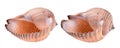 Two seashells in different angles isolated on white Royalty Free Stock Photo