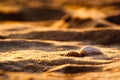 Two seashells on golden sand