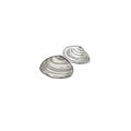 Two seashells of light gray color on a white background. Royalty Free Stock Photo