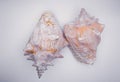 Two seashells lying parallel on a white background Royalty Free Stock Photo