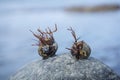 Two seashells on a rock. Their shells are covered with algae, so