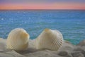 Two seashells on the sea coast during sunset.