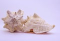 Two seashells on a white background Royalty Free Stock Photo