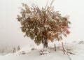 Two seasons - winter and autumn scene in the park