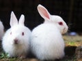 Two seated Rabbits on the Ground Royalty Free Stock Photo