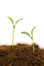 Two seedlings Royalty Free Stock Photo