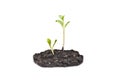 Two seedlings Royalty Free Stock Photo