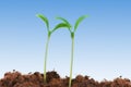 Two seedlings Royalty Free Stock Photo