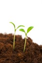 Two seedlings Royalty Free Stock Photo